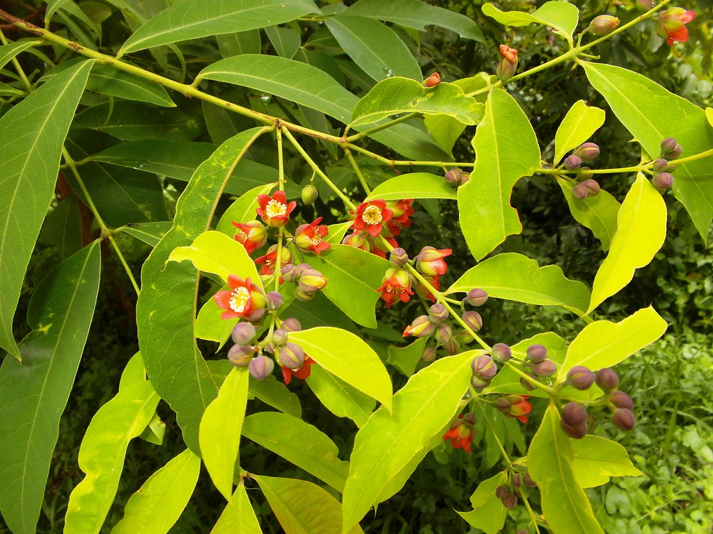 Cratoxylum cochinchinensis